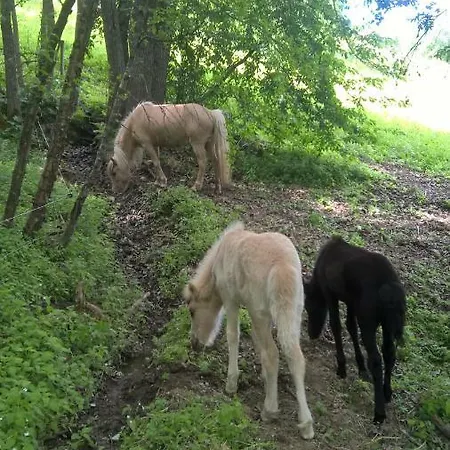 Lille Randklev Gaestehus Tatil Evi